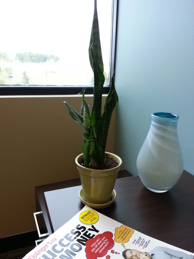 Snake plant at my office. Photo by Mahesh Raj Mohan